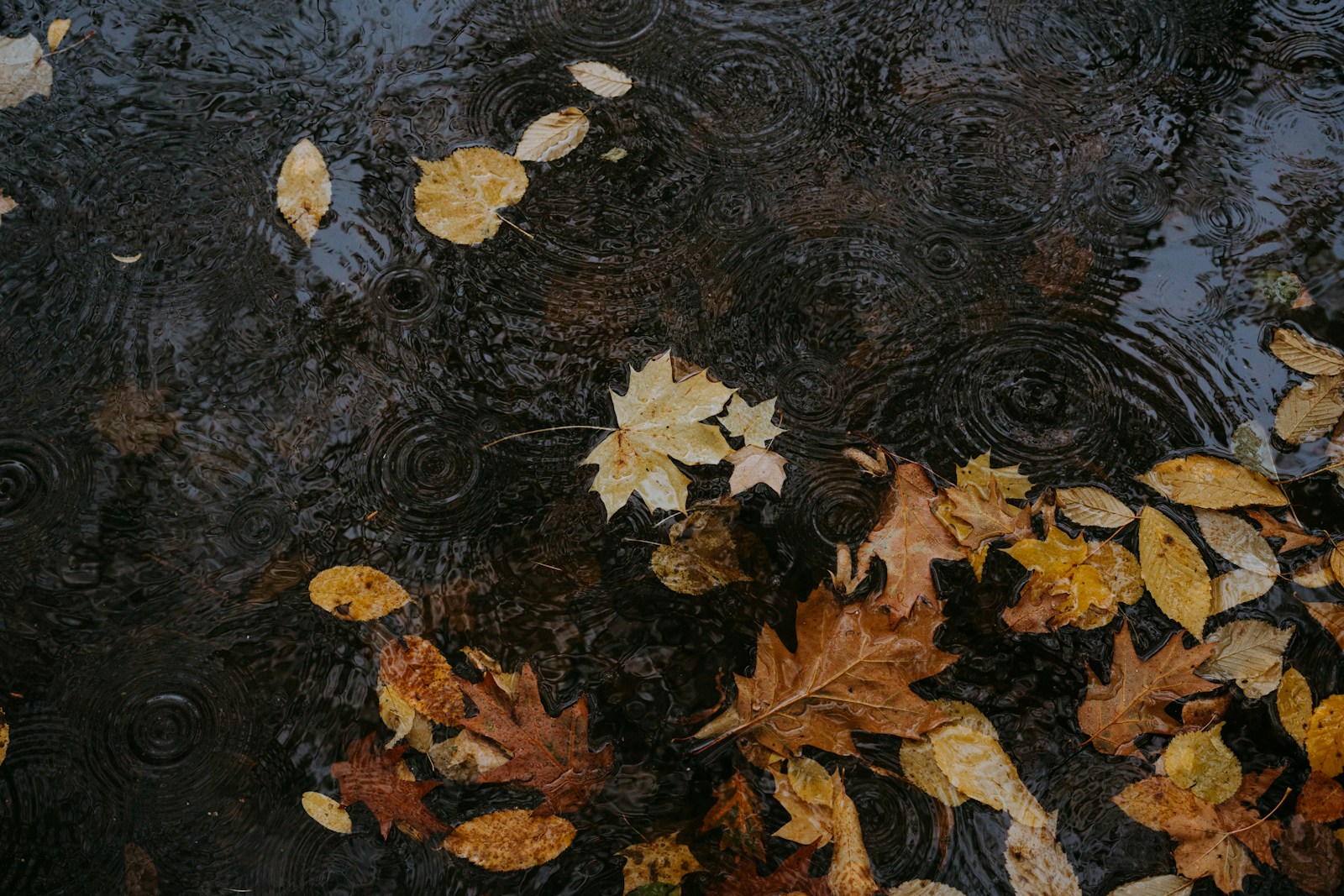 Autumn leaves on wet pavement with ripples in the water